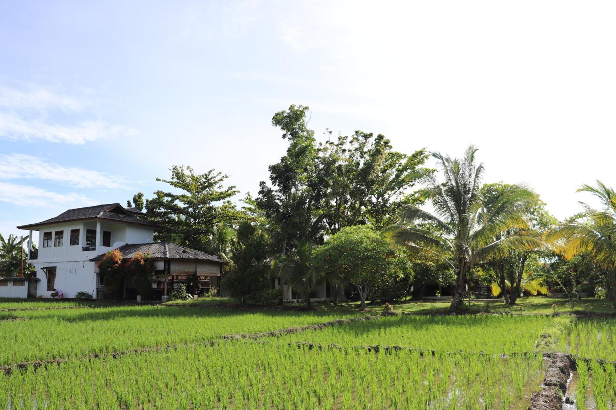 Gino'S Place - Guest House & Jungle Trekking 부킷 라왕 외부 사진